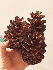 Piñas de Pino Secas de Vietnam, Material Botánico Natural para Adornos de Árboles de Navidad, Coronas, Decoración del Hogar, Envoltura de Regalos y Manualidades - Product Image 5