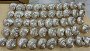 เปลือกหอยเทอร์โบสีน้ำเงิน, จัดส่งตรงจากโรงงาน, เปลือกหอยขัดเงาสำหรับตกแต่ง - Product Image 3