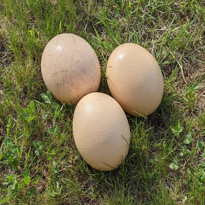 Fournisseur fiable d'œufs d'autruche frais de qualité supérieure et de grande taille - Product Image 1