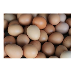 Farm Fresh Chicken <b>Eggs</b> Top Grade Table <b>Eggs</b> for International Export - Product Image 3