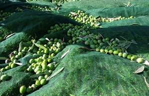 Malla de Protección para Frutas, Rejilla de Cobertura para el Suelo, para la Cosecha de Árboles Frutales - Product Image 2