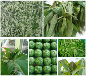 Feuilles de manioc congelées biologiques de haute qualité, emballage personnalisé à prix de gros pour l'industrie alimentaire - Product Image 4