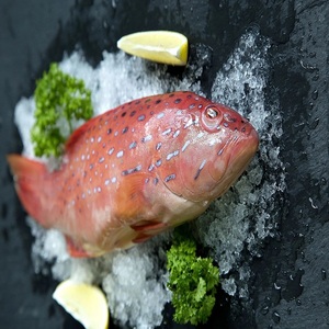 Prix de gros Morue rouge congelée IQF, qualité A, faible teneur en matières grasses et en sodium, morceaux de poisson en vrac pour stockage - Product Image 1