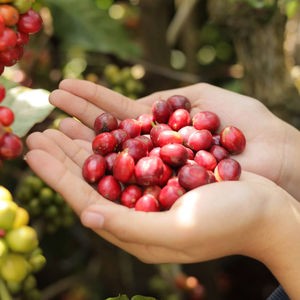 กาแฟอาราบิก้าคั่วแบบพรีเมี่ยมสไตล์เวียดนาม - Product Image 3