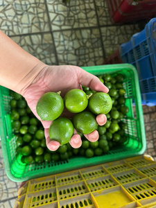 Citrons verts sans pépins, fruits frais d'agrumes, origine Vietnam, durée de conservation au froid 30-45 jours, Life Gives You Limes - Product Image 2