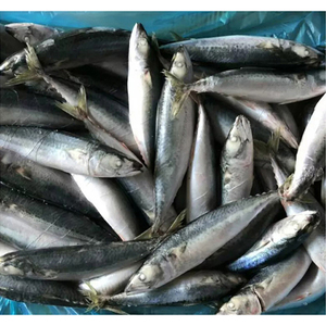 Pescado Atún Congelado Premium a Granel, Venta Caliente de Mariscos, Atún del Pacífico Entero Congelado para Alimentos Enlatados - Product Image 3