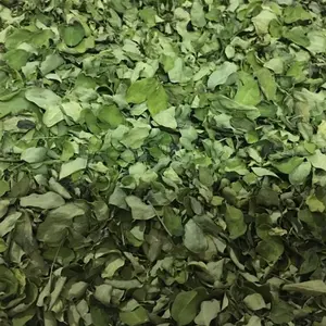 유기 Moringa Olefera 말린 잎 Whatsapp - + 91 7708835148 자연적인 방법에 있는 영양 가치를 가진