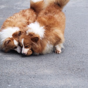 Juguete de Fibra de Coco Natural para Perros, Pelota Masticable para Mascotas, Juguete de Entretenimiento para Perros, Juguete Masticable Duradero para Perros, Fabricante de Vietnam - Product Image 6