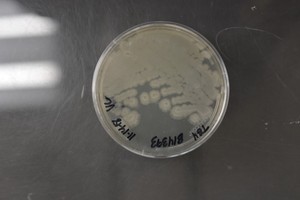 Bacillus Amyloliquefaciens Probiótico Avanzado para el Crecimiento de las Plantas, Fertilizante Biológico en Polvo de Alta Calidad, Aumenta el Rendimiento - Product Image 3