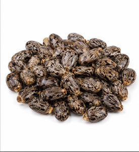 Semillas de Ricino de Primera Calidad, 99% de Pureza |   Ricinus Communis |   Venta al por Mayor en India - Product Image 5