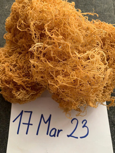 Mousse de mer séchée de haute qualité du Vietnam pour capsules de gel en poudre, approvisionnement en vrac pour le Moyen-Orient et l'UE - Product Image 6