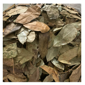 Hojas de guanábana secas cuidadosamente seleccionadas para procesamiento de té de hierbas, suministro de ingredientes para bebidas y pedidos de exportación a granel - Product Image 1