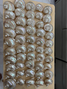 เปลือกหอยสังข์ธรรมชาติ ผู้ผลิตส่งออก ราคาแข่งขันสำหรับตู้ปลา - Product Image 2