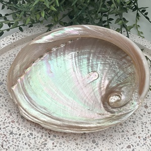 Large <b>abalone</b> <b>shells</b> for smudging competitive price natural ocean <b>shell</b> high quality seashell - Product Image 3