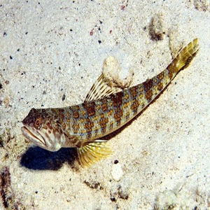Prix de gros pour le poisson-lézard disponible pour les commandes importantes de produits de la mer, avec une qualité fiable, adapté aux marchés et aux restaurants - Product Image 4