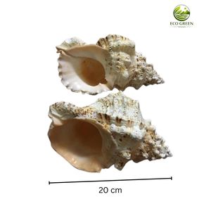 Coquille de mer Tutufa Bubo Ruddy Frog de qualité supérieure pour la décoration nautique, les fournitures d'artisanat et la collection marine - Product Image 1