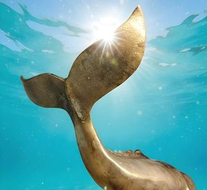 70 x 24 x 42 cm aluminum Whale Tail Sculpture Handmade Art Deco Wall Decor Animal Theme Living Room <b>Figure</b> - Product Image 4