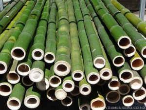 Export Quality Natural Bamboo Poles from Vietnam for Building, Decoration and Furniture Manufacturing - Product Image 5