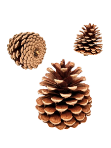 Pinecone ธรรมชาติในราคาขายส่งตกแต่งคริสต์มาสสำหรับห้องและงานเลี้ยง - Product Image 6