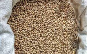 Nouvelle Saison Poivre Blanc Indien Premium Grains Entiers FitTree International Épices en Gros Alimentation 24 Mois de Durée de Conservation - Product Image 2
