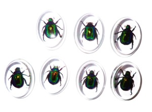 Escarabajo Colorido, Espécimen Real, Cabujón de Plástico Ovalado 31x41 mm, Base Plana Transparente, Marca NA Moderna para Manualidades y Joyería - Product Image 5