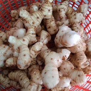 ข่าแช่แข็งขายดีตลอดทั้งปีในเวียดนาม จัดส่งรวดเร็ว ข่าผลิตด้วยกระบวนการ IQF BQF ราคาขายส่ง - Product Image 5