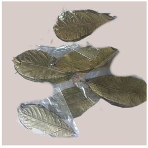 Hojas de Cacao Ecológicas YAMUNA de 11-18 cm (4-7 Pulgadas) para Acuario, Paquete de 24 Hojas - Product Image 2