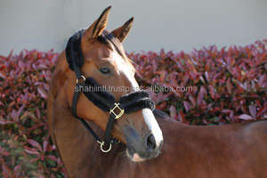 Fabricante indio cintas acolchadas de nailon de alta calidad Halter para equitación ecuestre nuevo diseño disponible para venta al por mayor - Product Image 6