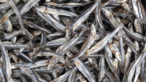 Anchois séchés en gros du Vietnam, poisson séché naturel, fruits de mer pour soupes, assaisonnements, cuisine asiatique et transformation alimentaire, approvisionnement en vrac - Product Image 2