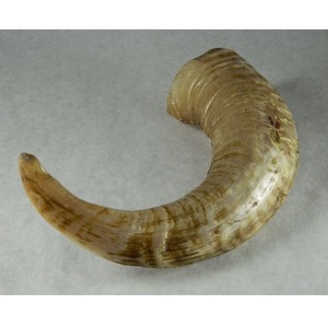 Cuerno de Oveja Pulido Liso de una Sola Pieza, Acabado Natural, Material de Cuerno Animal para Artesanía, Procesamiento, Fabricación al por Mayor - Product Image 5