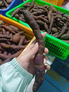 Vente en gros de cubes de patate douce surgelée IQF, patate douce surgelée, fournisseur de snacks et de produits transformés du Vietnam - Product Image 3