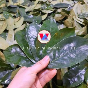 Venta caliente 100% hojas secas de Guanábana con la mejor calidad y el mejor precio a granel que cumplen con los estándares de exportación de Vietnam - Product Image 2