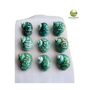 Natural Polished Green Turbo Seashell <b>Hermit</b> <b>Crab</b> Housing <b>Shell</b> | Factory Direct Wholesale - Product Image 6