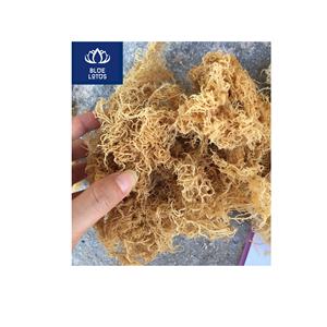 สาหร่ายทะเลแห้งเกรดพรีเมียม ปลอดภัย สะอาด เป็นมิตรต่อสิ่งแวดล้อม เหมาะสำหรับทำเจลและปรุงซุป ขายส่งโดยตรง - Product Image 1