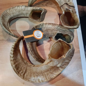 Shofar de bélier naturel le plus vendu 2024 Sho Far Horn meilleure qualité à la main Shofar Horn & Kudu - Product Image 1