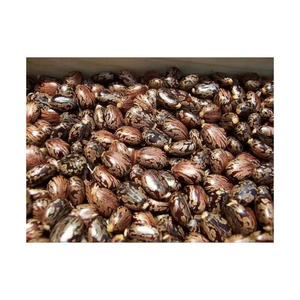 Semillas de Ricino de Alta Calidad, Suministro a Granel |   Semillas de Ricino Naturales Crudas para la Extracción de Aceite de Ricino - Product Image 5