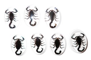 Scorpion noir, spécimen réel, cabochon en plastique ovale 31x41 mm sur fond plat blanc pour l'artisanat et la fabrication de bijoux - Product Image 2