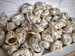 เปลือกหอยขนาดใหญ่ เปลือกหอยหยก เปลือกหอยทอร์โบสีขาวธรรมชาติ สำหรับตกแต่ง เปลือกหอยสังข์ เปลือกหอยหยกทอร์โบ เปลือกหอยเกลียวสีขาว - Product Image 6