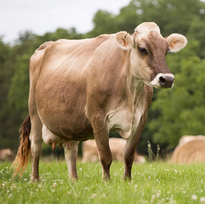 Wholesale Brown Swiss <b>Cow</b> Supply for Livestock Traders and Dairy Farm Owners - Product Image 2