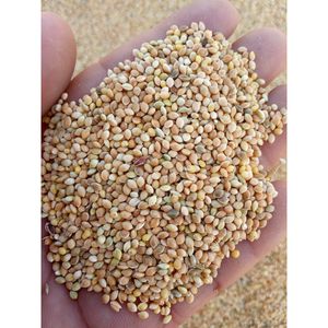 Kê vàng hữu cơ từ uzbekistan thức ăn chăn nuôi bổ sung cho kê đỏ vỏ trắng và xanh - Product Image 5