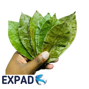 ชาสมุนไพรเพื่อสุขภาพยอดนิยมจากใบกราวิโอลา สินค้าสดใหม่พร้อมจัดส่งทั่วโลกอย่างรวดเร็ว - Product Image 4