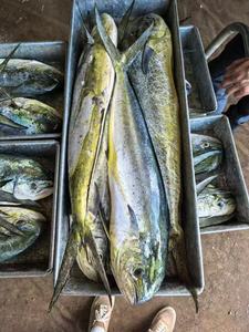 Nuovo Mahi Mahi Intero Congelato a Freddo, Specialità <span class=keywords><strong>di</strong></span> Pesce Cinese, 1-2kg Grado A, Congelato BQF - Product Image 4