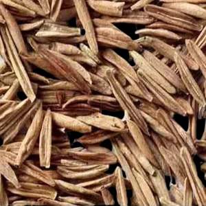 Extrait de plante Indrajav Holarrhena Antidysentrica Supplément à base de plantes de qualité supérieure - Product Image 2