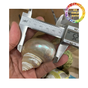 Anillo de Servilleta de Concha Hecho a Mano de Lujo para Hoteles y Servicios de Catering - Product Image 1