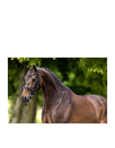 Brida Anatómica de Cuero Enrollado, Tamaño Completo, Brida Inglesa para Montar a Caballo, para Mayor Comodidad del Caballo - Product Image 6
