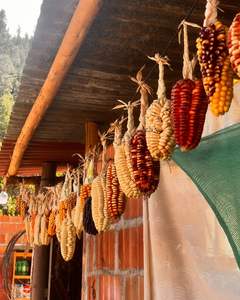 MEILLEUR PRIX Blue Lotus 2025 Maïs séché Décor rustique fait à la main pour une utilisation à la ferme et à Thanksgiving - Product Image 2