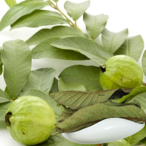 Hojas de Guayaba Secas Premium – Naturales, Saludables, de Grado Premium para Té y Uso Herbal // Mr.Tom - Product Image 1