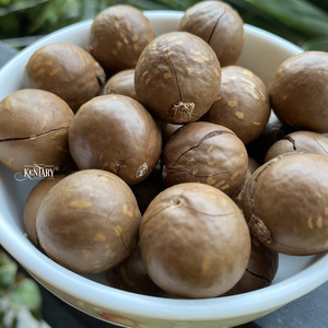 Casse-noix de macadamia sans OGM de haute qualité et noix de cajou de style frais meilleur prix approvisionnement en vrac directement de l'usine du Vietnam - Product Image 6