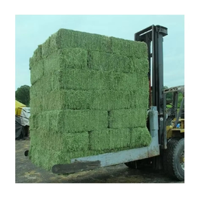 Heno de Alfalfa de Primera Calidad para Alimentación Animal, en Pacas, para Ganado Lechero y Equino, Empaque a Granel para Importadores - Product Image 5