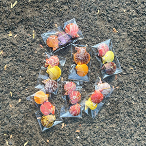 เปลือกหอยทะเลธรรมชาติแบบแพ็คใหญ่สำหรับตกแต่งงานอีเว้นท์และงานแต่งงาน - Product Image 2